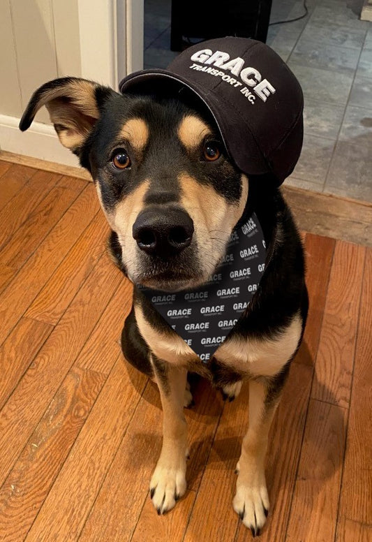 Dog Bandana